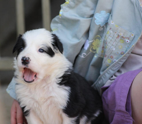 Chiot border collie noir et blanc  vendre