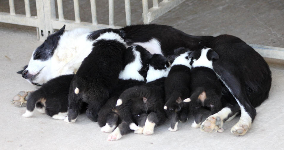 Border collie a donner