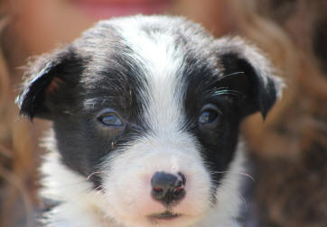 Border collie noir et blanc.