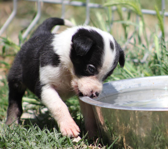 Aude chiot Border collie