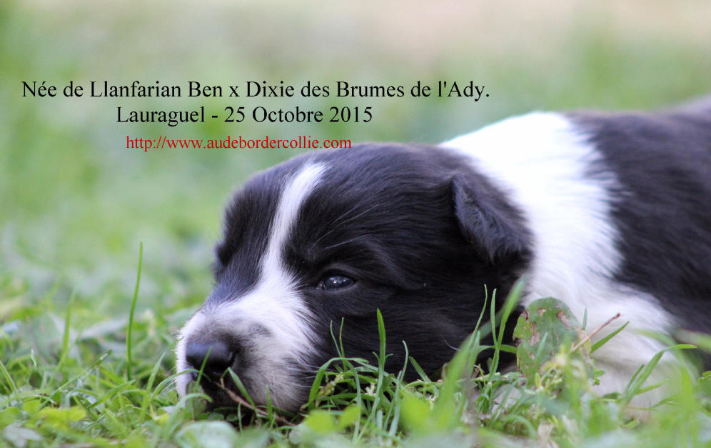 Chiot Border collie  vendre.