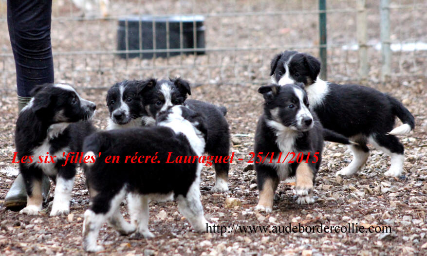 Chiots Border collie  vendre.