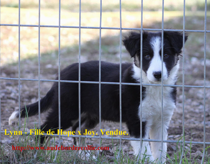 Chienne Border collie  vendre