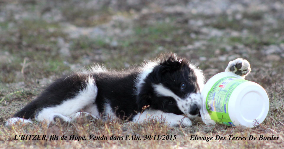 Border collie a poil long.