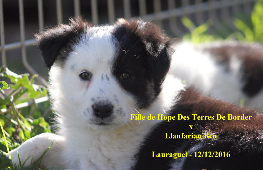 Border collie noir et blanc  poil long  vendre.