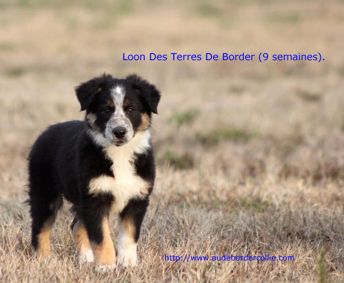 Photo Border collie