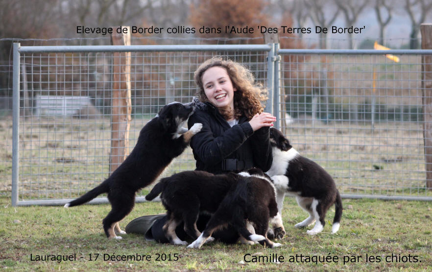 Chiot Border collie  vendre