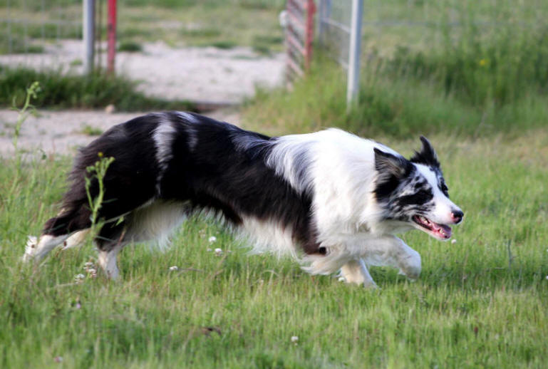 Chiot Border collie LOF