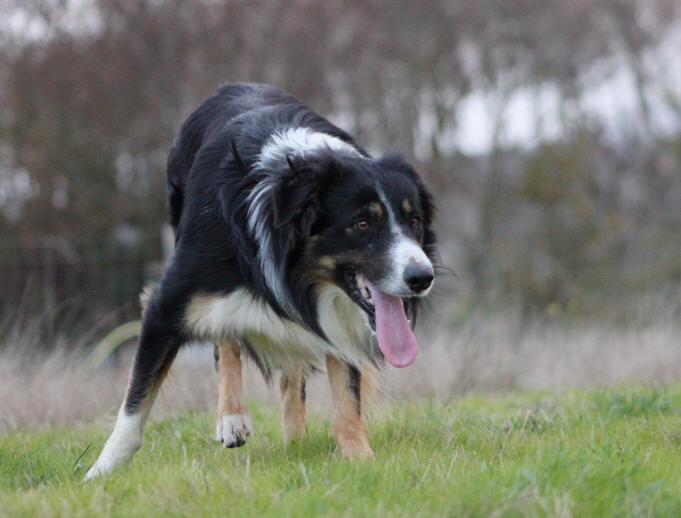 Chiot Border collie bleu merle  vendre