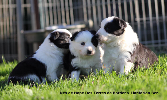 Chiots Border collie dans l'Aude