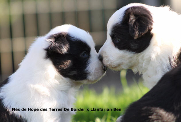 Chiens en Occitanie.