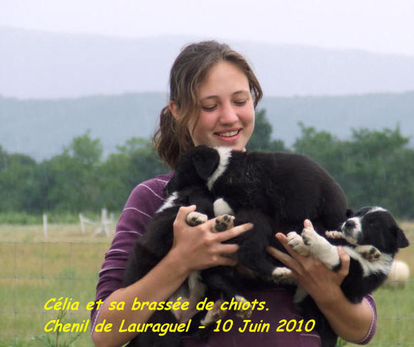 Border collie en Occitanie.