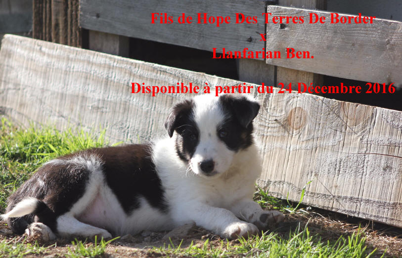 Chiot Border collie poil ras  vendre.