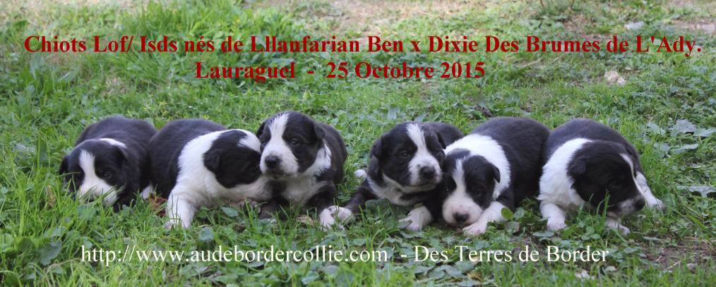 Image chiot Border collie