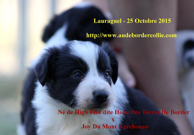 Chiot Border collie  vendre