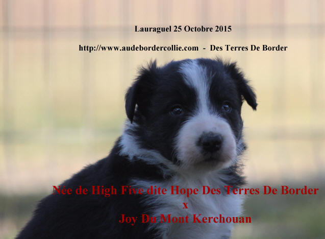 Border collie a donner