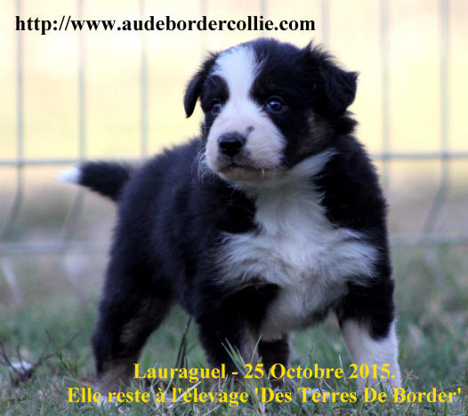 Caractre du Border collie