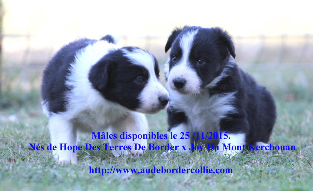 Mle Border collie  vendre