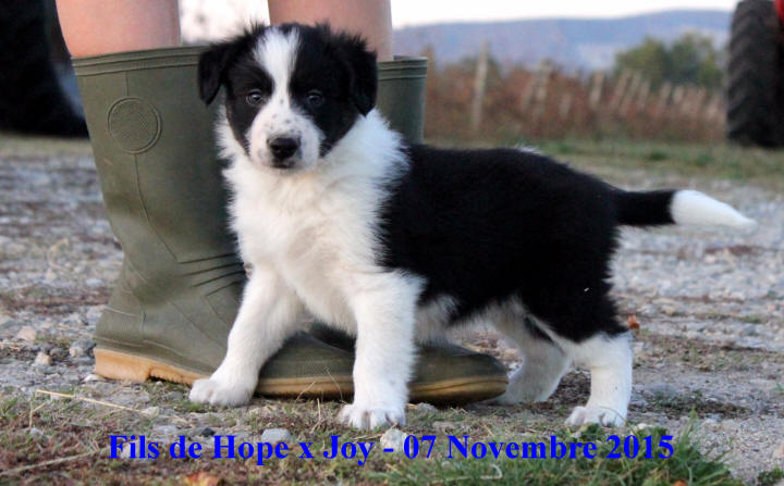 Image chiot border collie