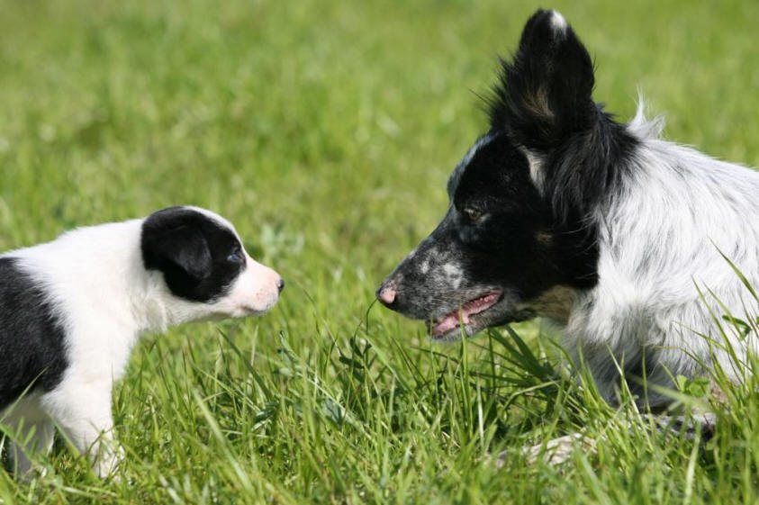 Chiot Border collie  vendre