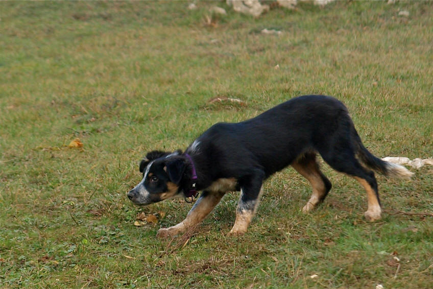 Chiot Border collie a vendre.