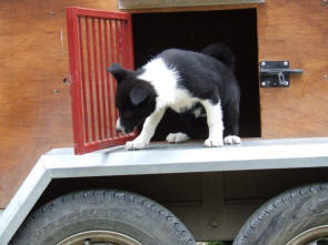 chiot border collie  vendre