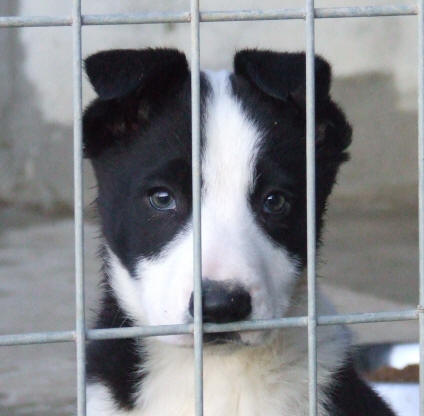 levage de Border collie