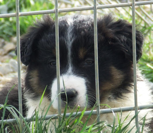 border collie chiot 2 mois