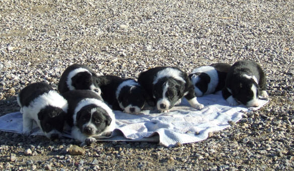 chiots border collie