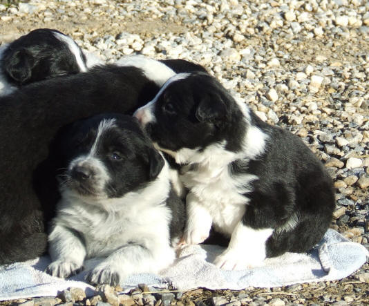 levage de border collie dans l'aude