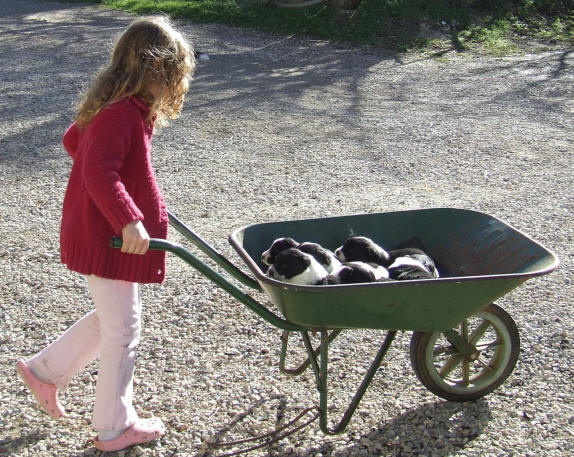 Photo chiot Border collie