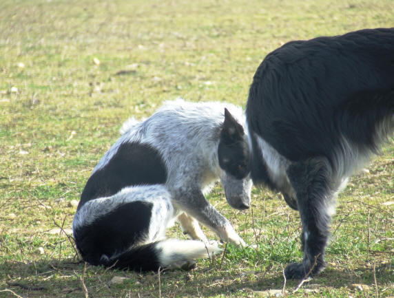 Elevage de Border collies. Eleveur de Border collie dans l'Aude.