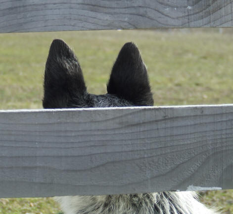 Elevage de border collie dans l'aude.