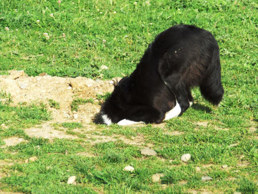 ducateur canin dans l'aude