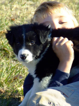 chiot border collie poil long