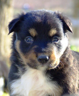 Border collie tricolore