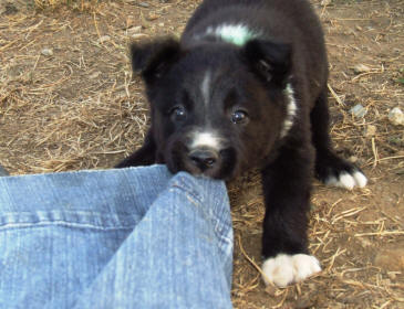 chiot border collie