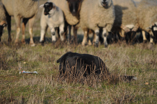 Eleveur de Border collies dans l'Aude.