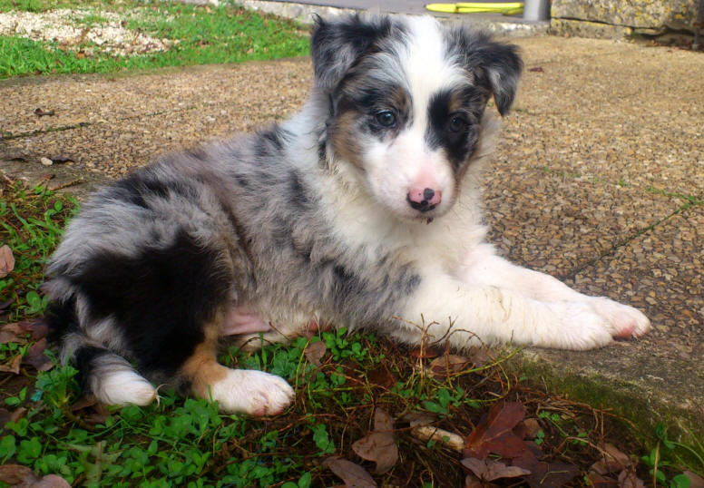 Chiot Border collie Bleu merle  vendre