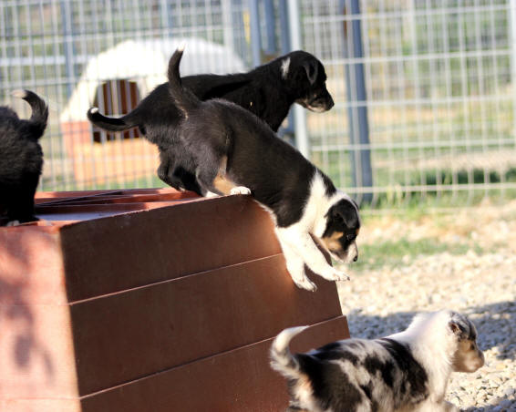 border collie chiot tricolore