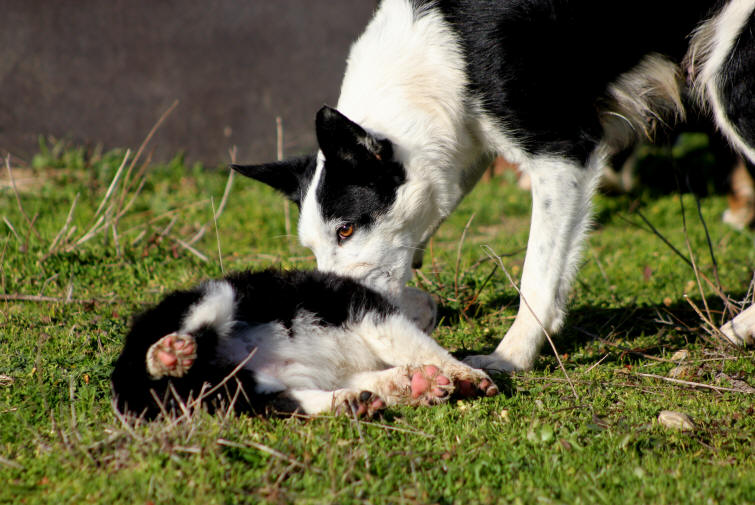 Chiot Border collie bleu merle  vendre.