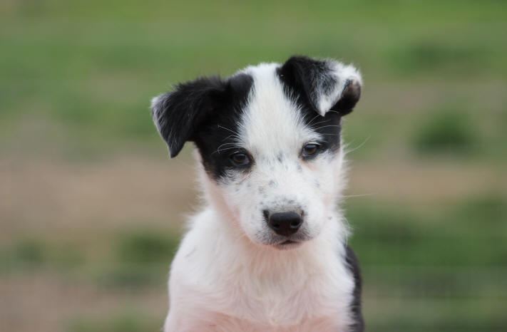 Elevage de Border collie