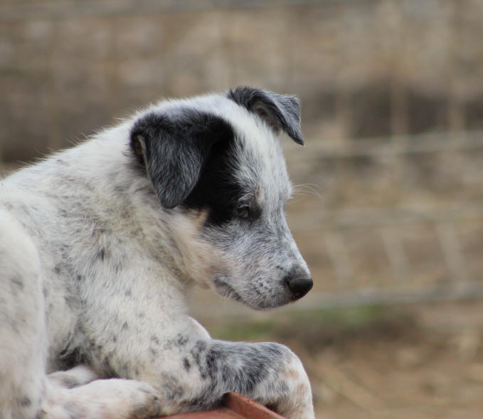 Prix d'un chiot Border collie.