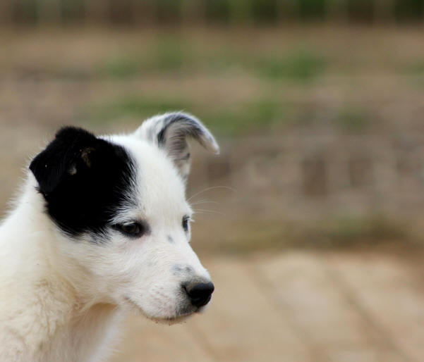 Annonces gratuites Border collie