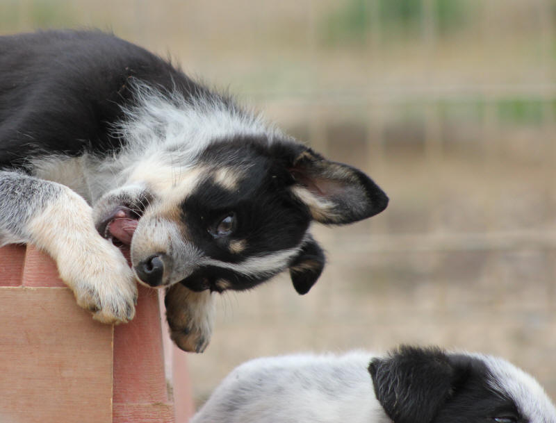 Elevage de chiens Border collie dans l'Aude.