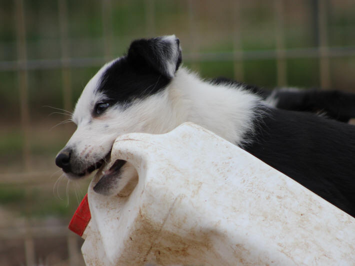 Chiot Border collie a vendre