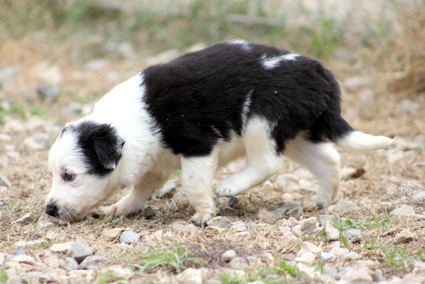 Chiot Border collie lof