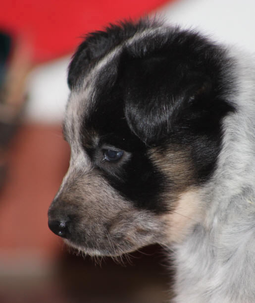 Chienne Border collie tricolore a vendre