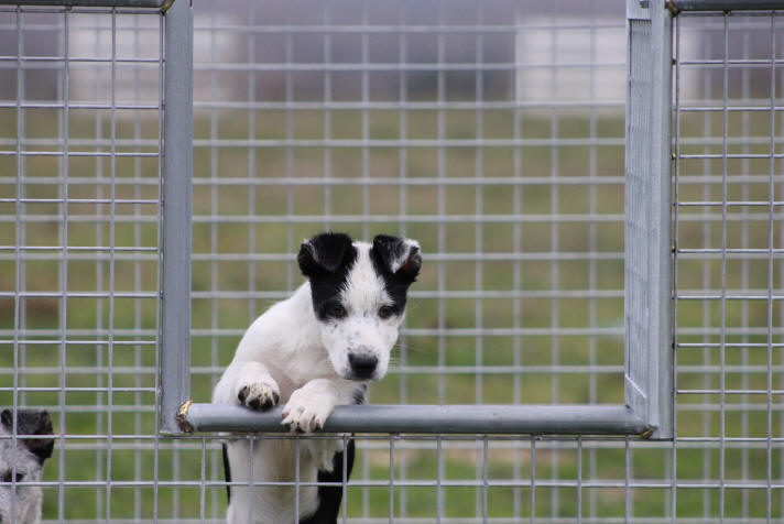 Image Border collie