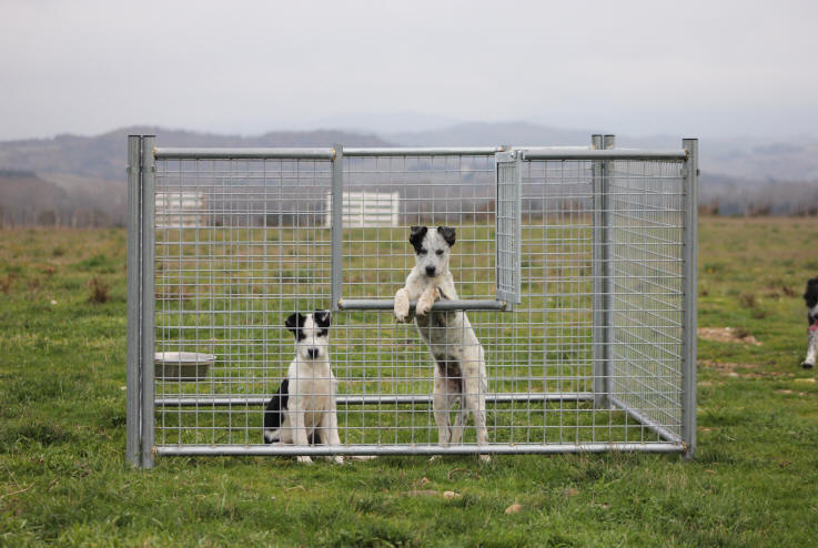 Parc  chiots.